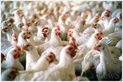 Агенцията по храните откри пилешко филе, наблъскано с вода