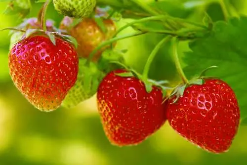 Испания търси 350 берачки на ягоди