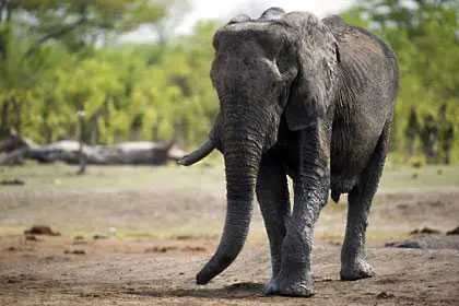 Зимбабве започва разпродажба на слонове