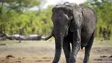 Зимбабве започва разпродажба на слонове