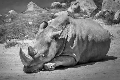 Почина последният мъжки бял носорог