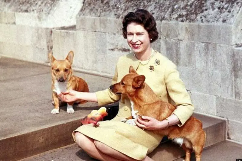 Елизабет ІІ се отказва от любимите си кучета