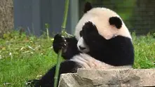 Климатът и цивилизацията убиват големите панди