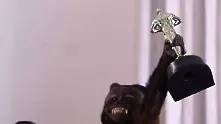 Маймуна получи награда за цялостен принос в киното