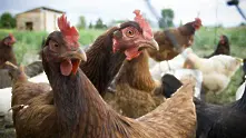 Отмениха извънредните мерки за огнището на птичи грип в Бургаско