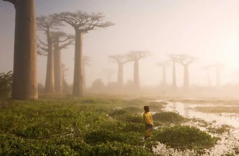 10 вида дървета, които са сякаш от друга планета