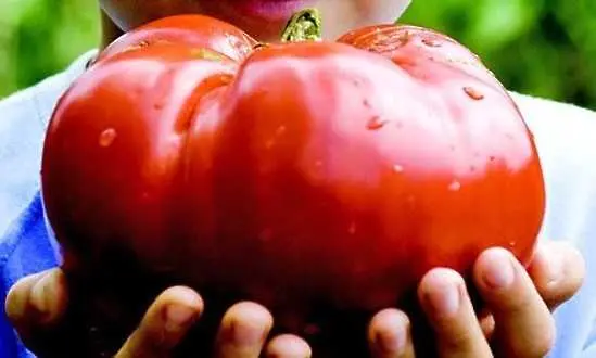 Биолози откриха как да създадат гигантски зеленчуци