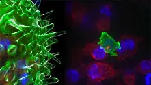 Учени заснеха как Т-клетки убиват раковите клетки (видео)
