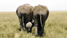 Бракониери са избили половината слонове в Танзания