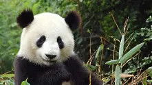 Как оцеляват пандите на бамбукова диета