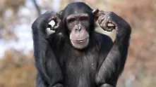Учени: Човешката ръка е по-примитивна от тази на шимпанзето