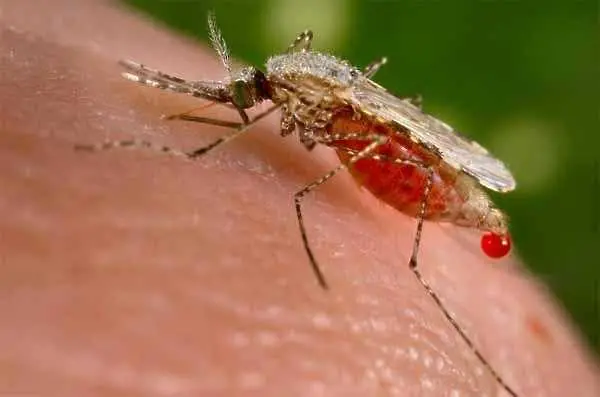 Зелена светлина за първата ваксина срещу малария