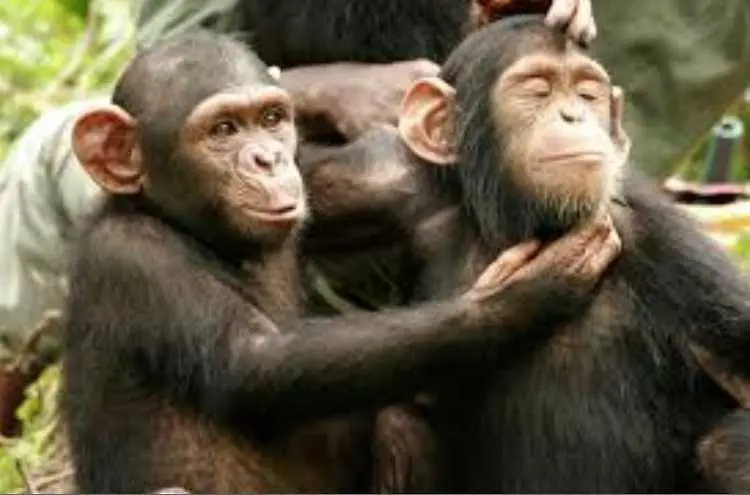 Съд в САЩ отказа да признае шимпанзетата за личности