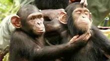 Съд в САЩ отказа да признае шимпанзетата за личности