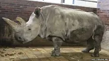 Почина един от 5-те останали северни бели носорога