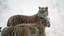 Обявиха награда за залавянето на убийци на амурски тигър в Русия