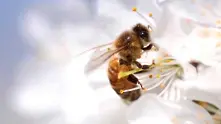 Какво ще стане, ако изчезнат всички пчели?