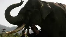 Убийство на застрашен слон провокира възмущение в Индонезия