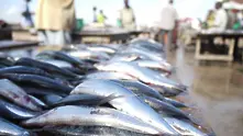 Рибните храни пазят от депресия, твърдят китайски учени