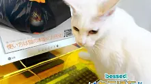 Японци измислиха защита на клавиатурите от котки