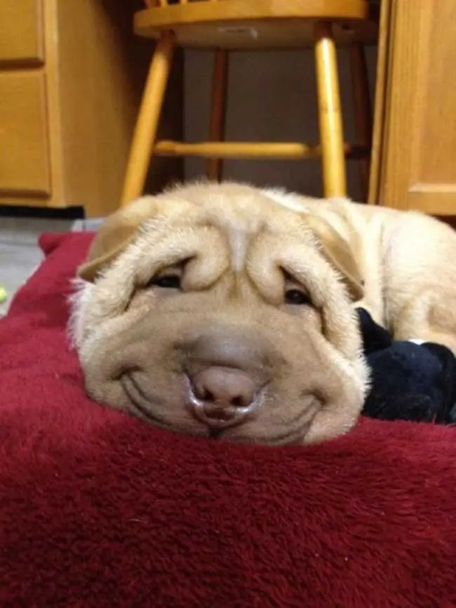Вместо виц: 24 кучешки усмивки, преизпълнени с щастие