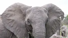 Учени са открили вероятната причина за устойчивостта на слоновете срещу рак