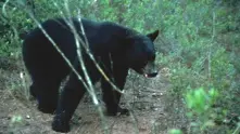 Над 200 мечки бяха убити във Флорида