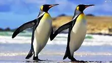 Пингвините могат да решат проблема с обледяването на самолетите