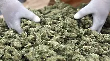 Македония легализира марихуаната за медицински цели