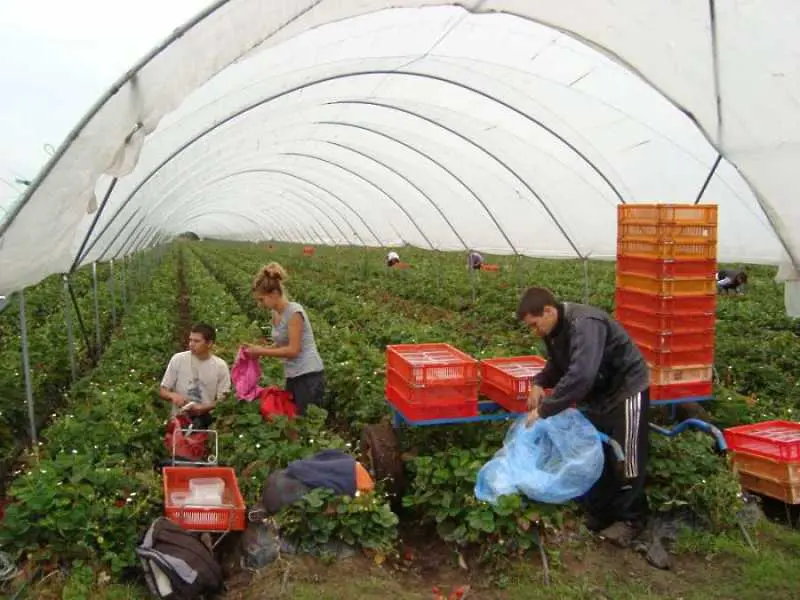 Агенцията по заетостта търси 450 кандидати за бране на ягоди в Испания