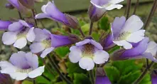 Уникално цвете, което расте само в Родопите, е на път да изчезне