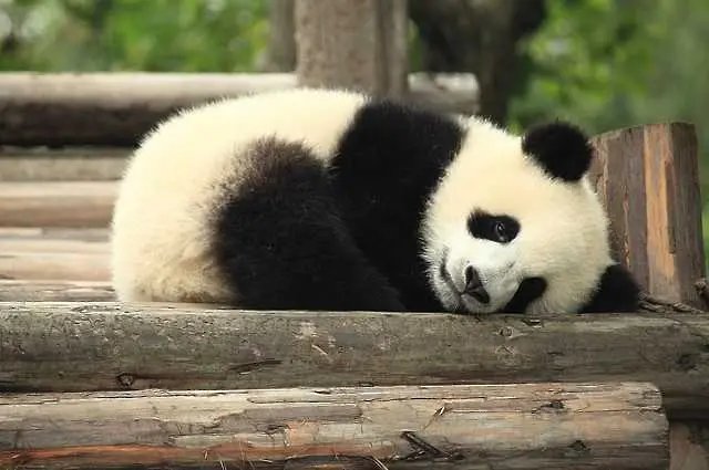 Гигантските панди в китайските резервати са се увеличили двойно