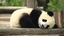 Гигантските панди в китайските резервати са се увеличили двойно
