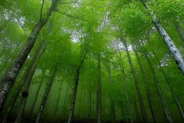 Вековните букови гори в парка „Централен Балкан“ под закрилата на ЮНЕСКО