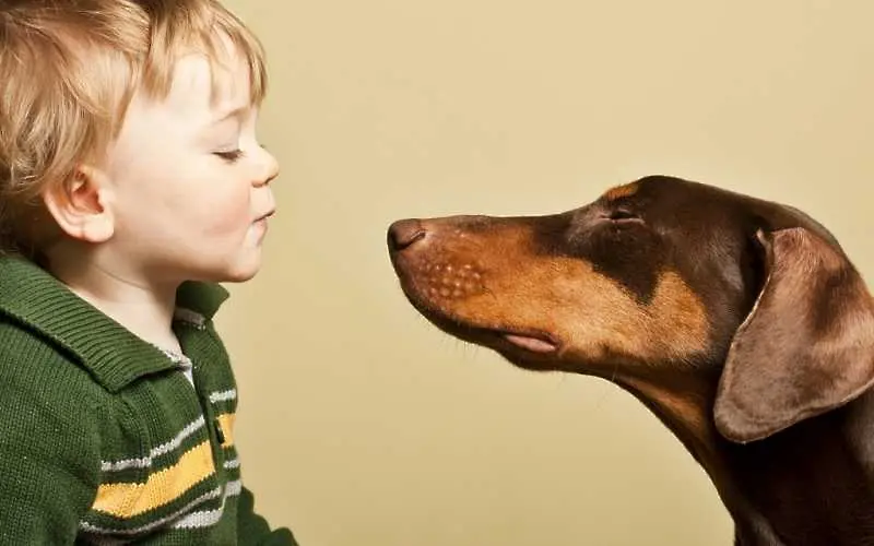 Кучетата различават човешките емоции