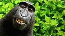 Американски съд отказа авторски права на маймуна за селфи