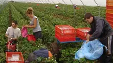 Търсят 350 кандидати за бране на ягоди в Испания