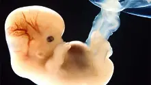 Великобритания издаде първия лиценз за генетична модификация на ембрион