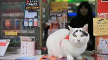 Япония полудя по котката Хачи с късметлийските „вежди“