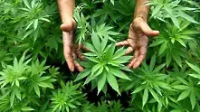 Домашна оранжерия за марихуана разкри полицията в „Драгалевци“