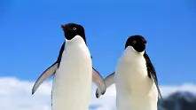 Около 150 000 пингвина са умрели от глад в Антарктида