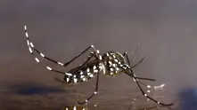 Бразилия мобилизира армията срещу комарите заради вируса зика