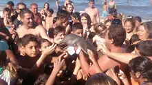 Туристи убиха рядък делфин заради селфи