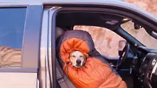 Фотограф пътешества с осиновеното си куче