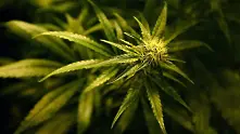 Британски политици искат легализиране на марихуаната