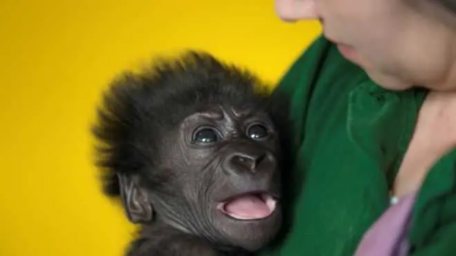 Зоопарк обяви конкурс за името на бебе горила