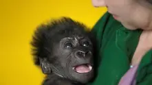 Зоопарк обяви конкурс за името на бебе горила