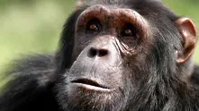 Учени: Шимпанзетата може би вярват в Бог