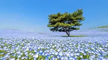 Синята магия на японския крайморски парк „Хитачи“