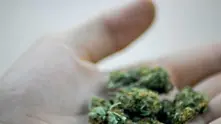 Легализираха марихуаната за медицинска употреба в Македония